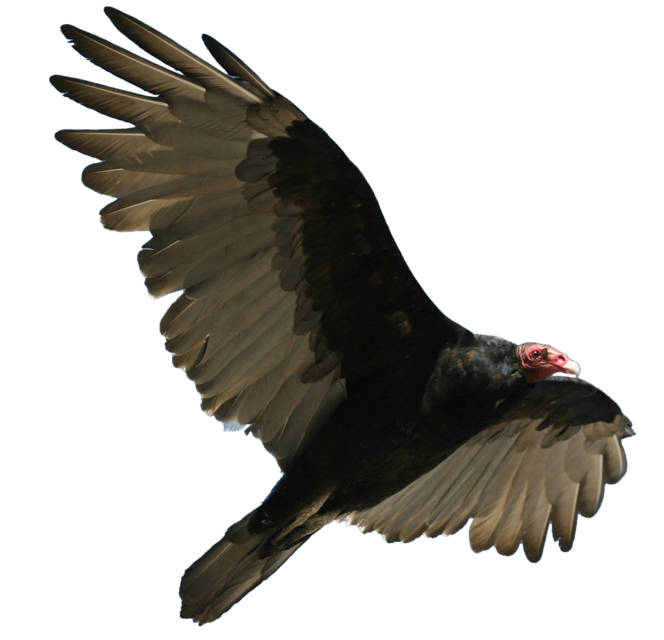 Turkey Vulture Flying