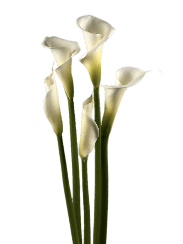 White Calla Lilies