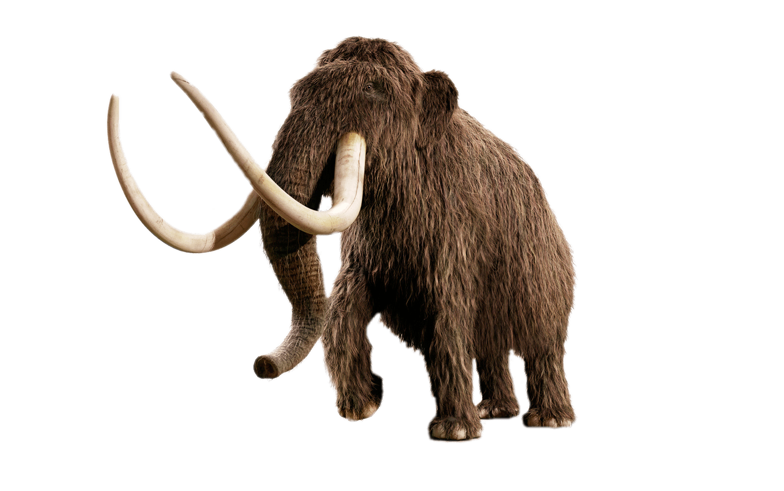 Mammoth