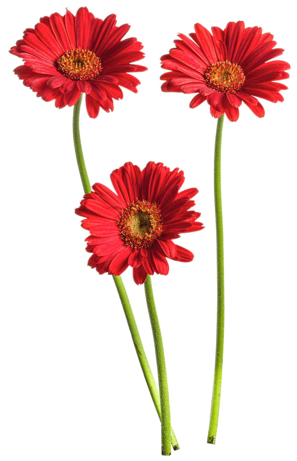 Red Gerbera Trio