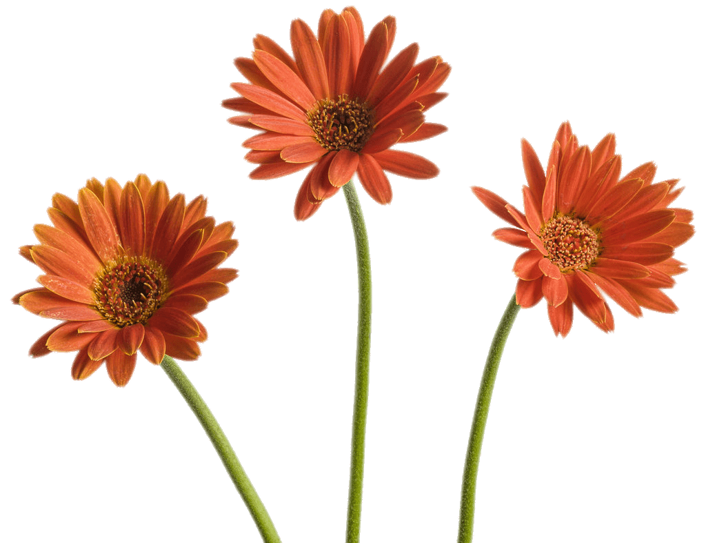 Gerbera Trio