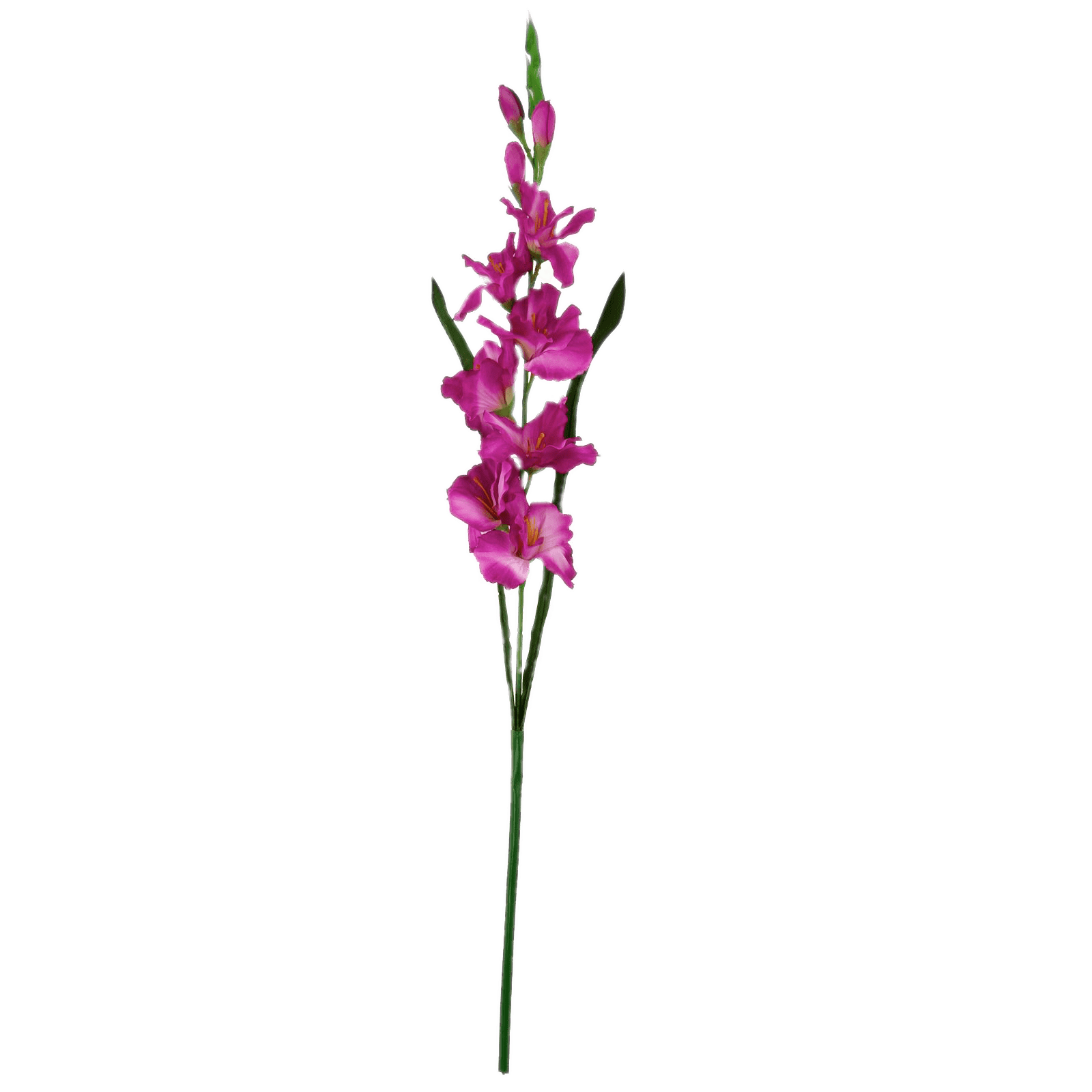 Dark Pink Gladiolus