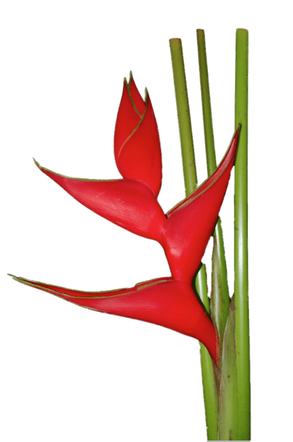 Red Heliconia