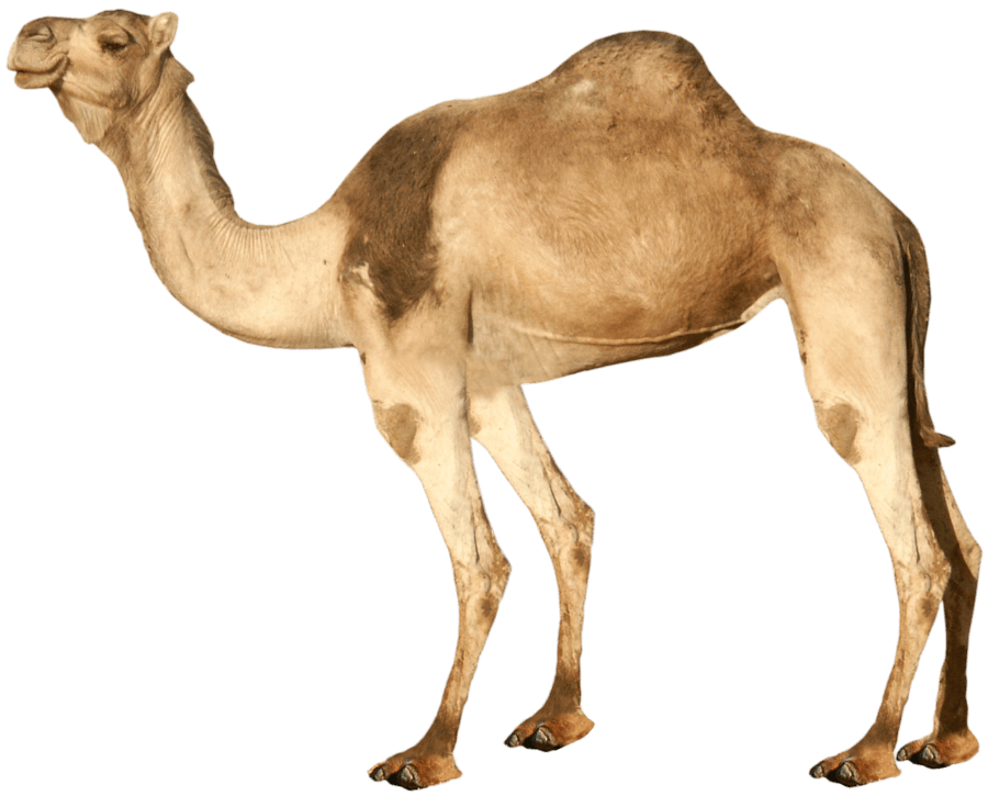 Dromedary