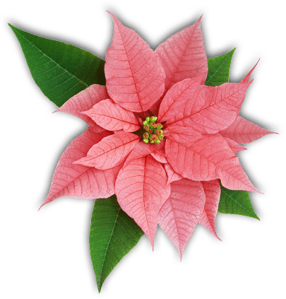 Pink Poinsettia