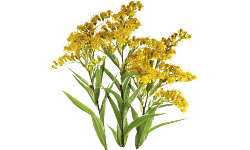 Goldenrod plant