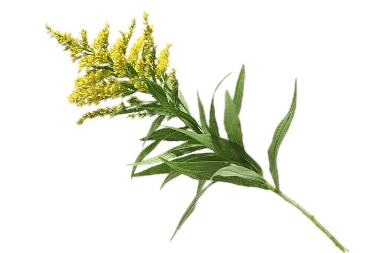 Goldenrod