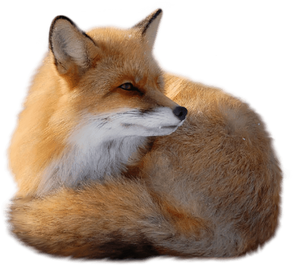 Sitting Fox