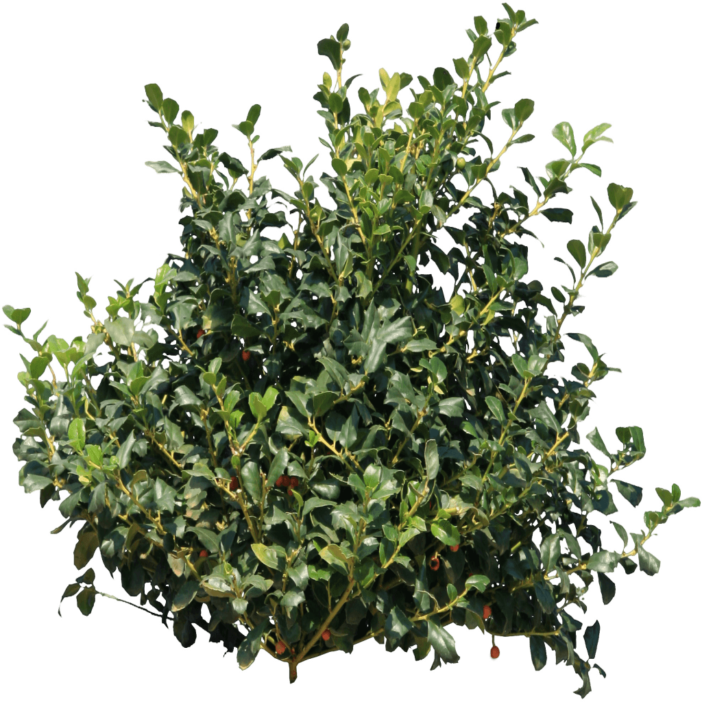 Holly Bush
