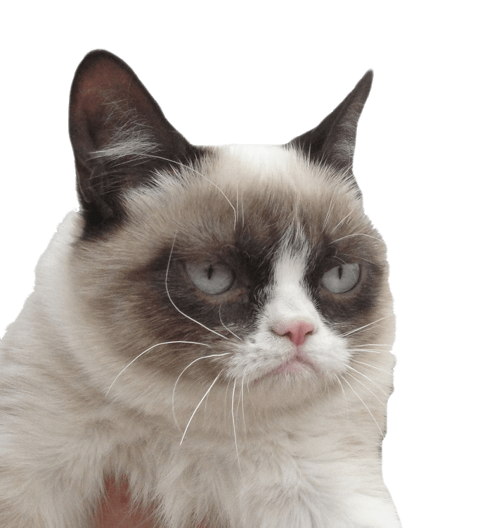 Grumpy Cat I Dare You