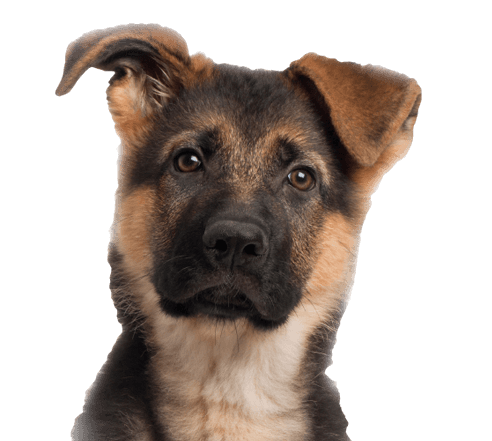 Young German Shepherd
