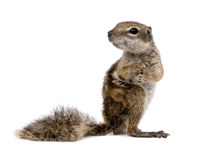 Squirrel Looking Left