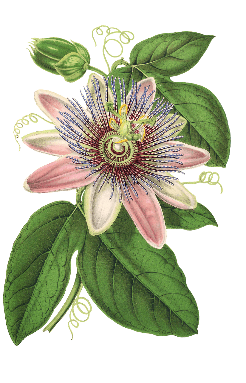 Clematis Drawing