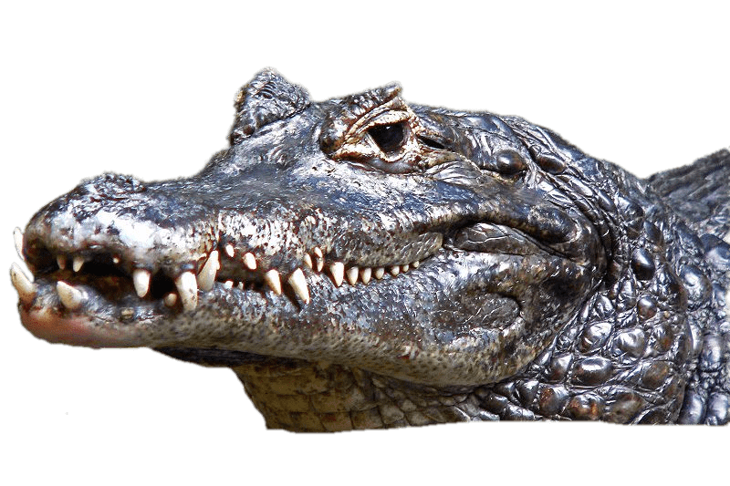 Caiman Head