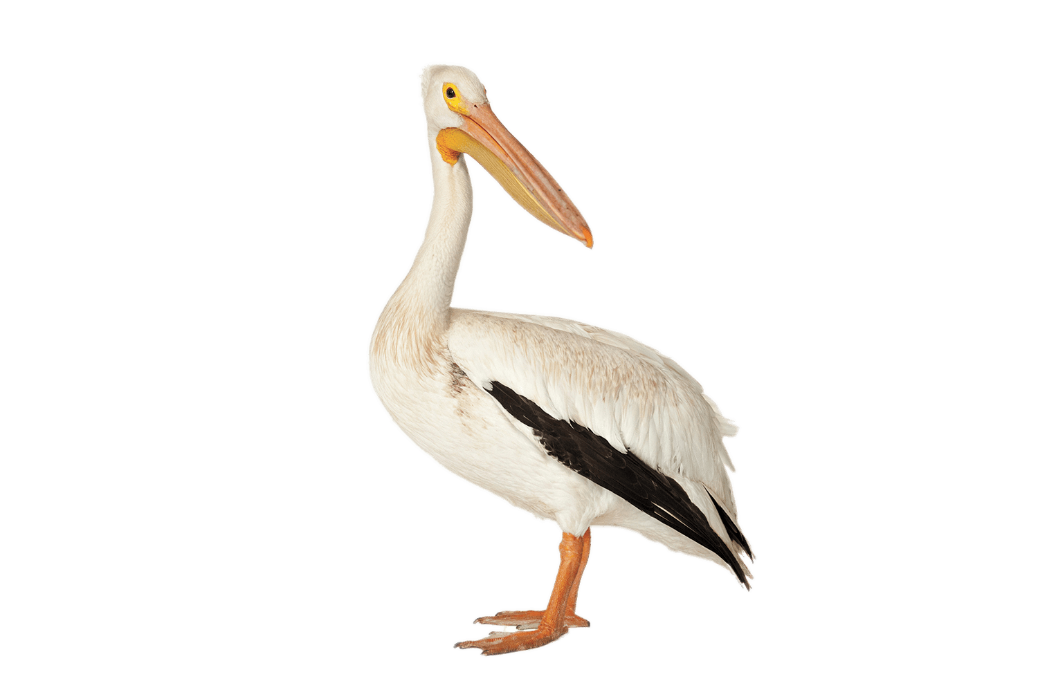 Brown Pelican