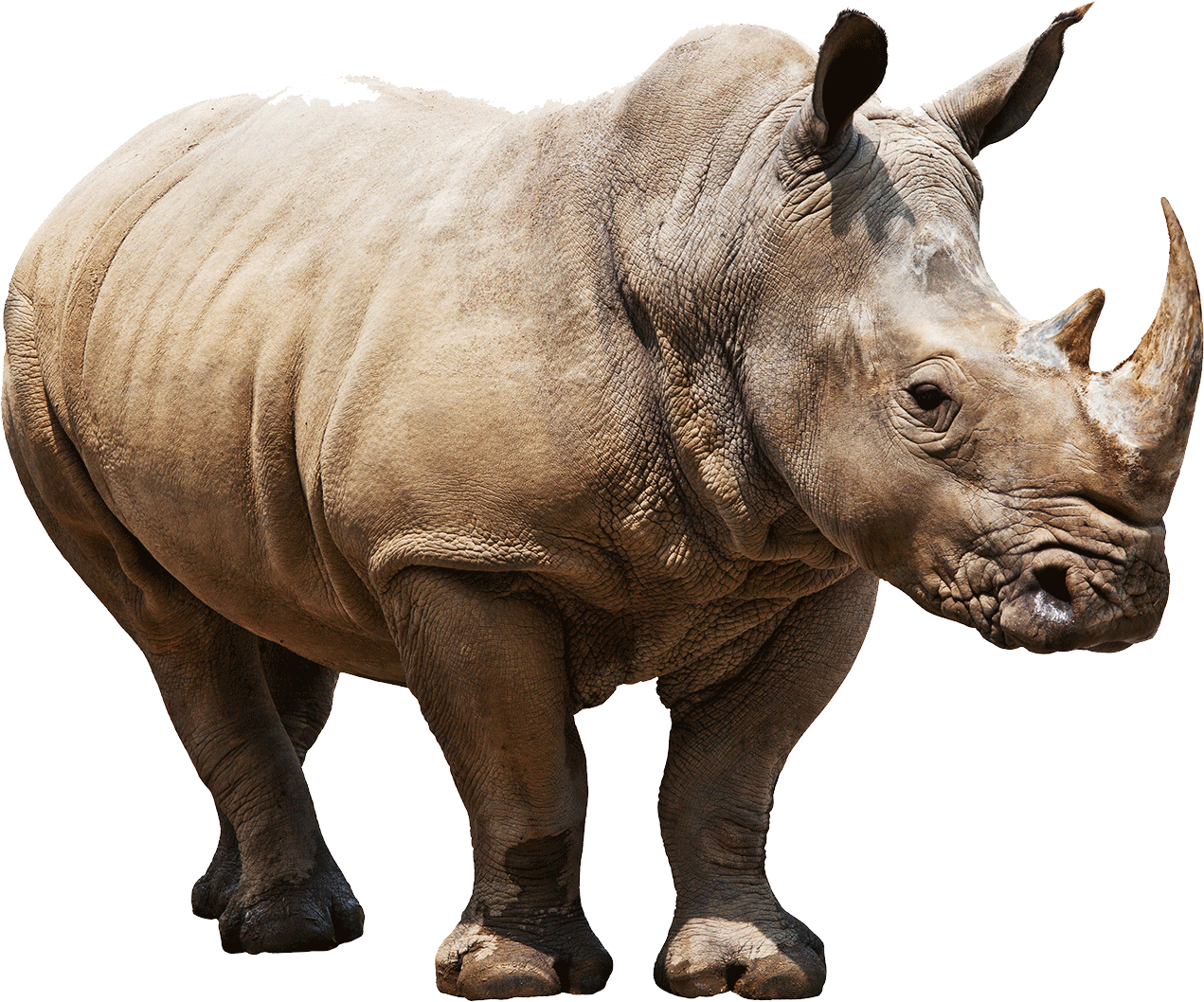 Huge Rhino