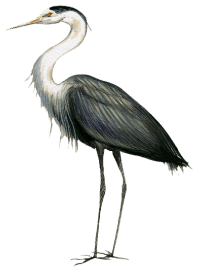 Great Blue Heron Drawing
