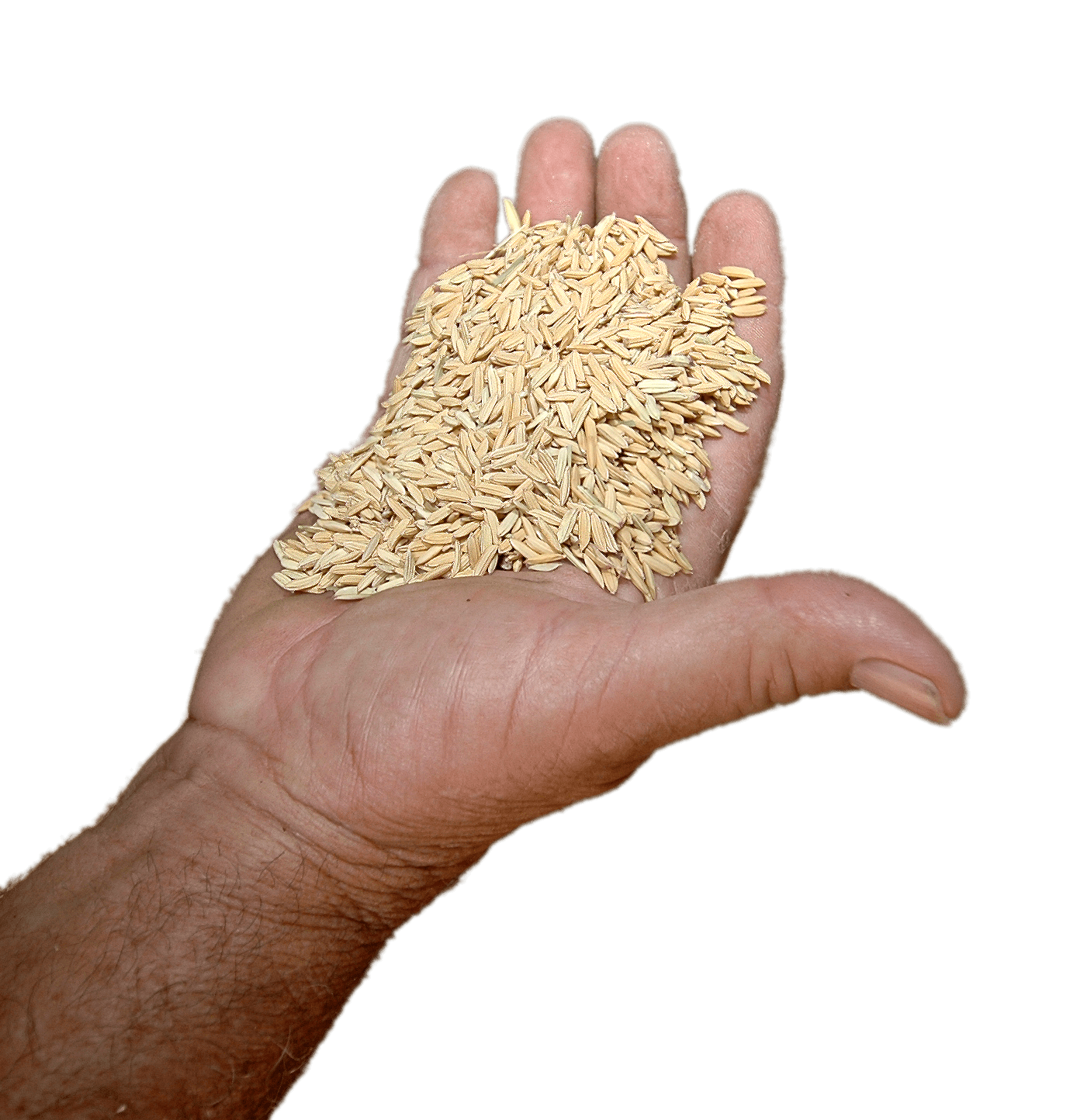 Rice In Hand