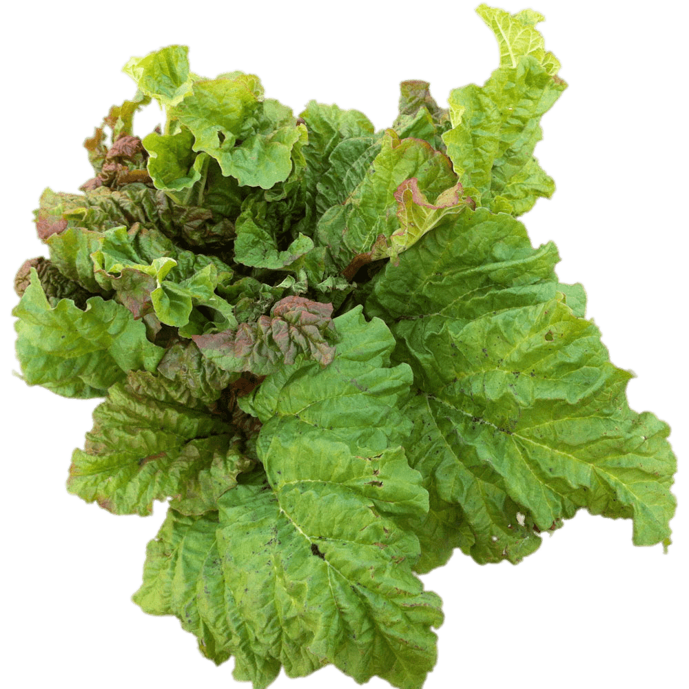 Rhubarb Leaves