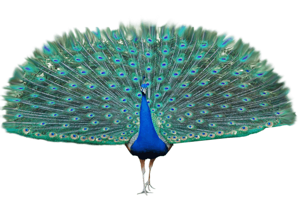 Peacock Open Wings