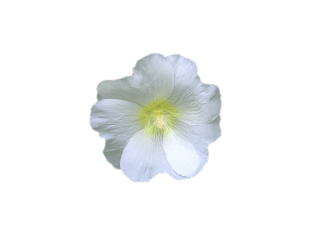 White Hollyhock