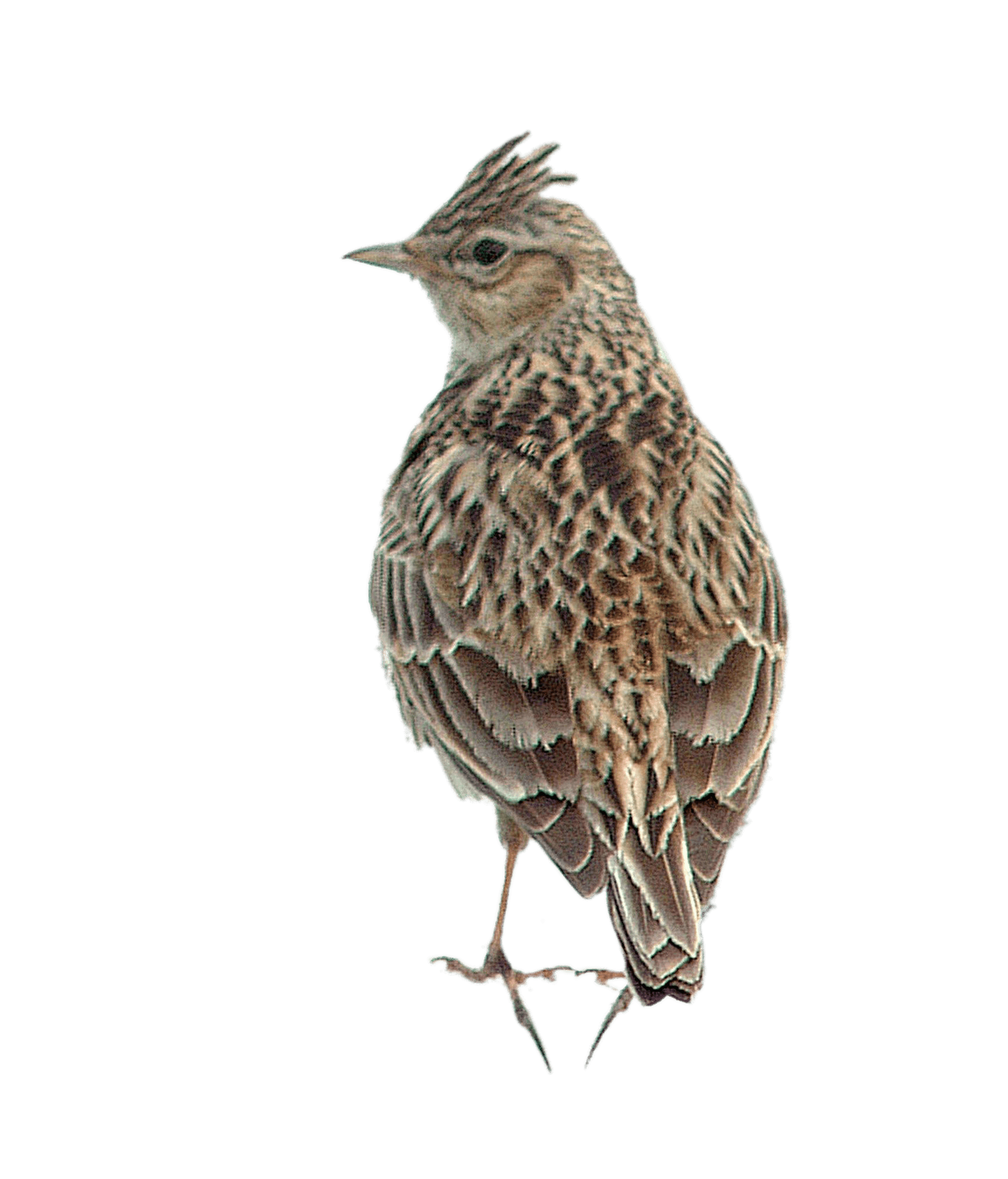 Skylark