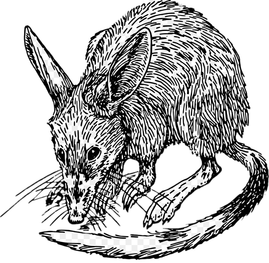 Bilby Black and White Drawing