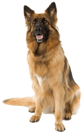 German Shepherd Dog