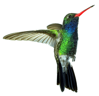 Hummingbird Red Green