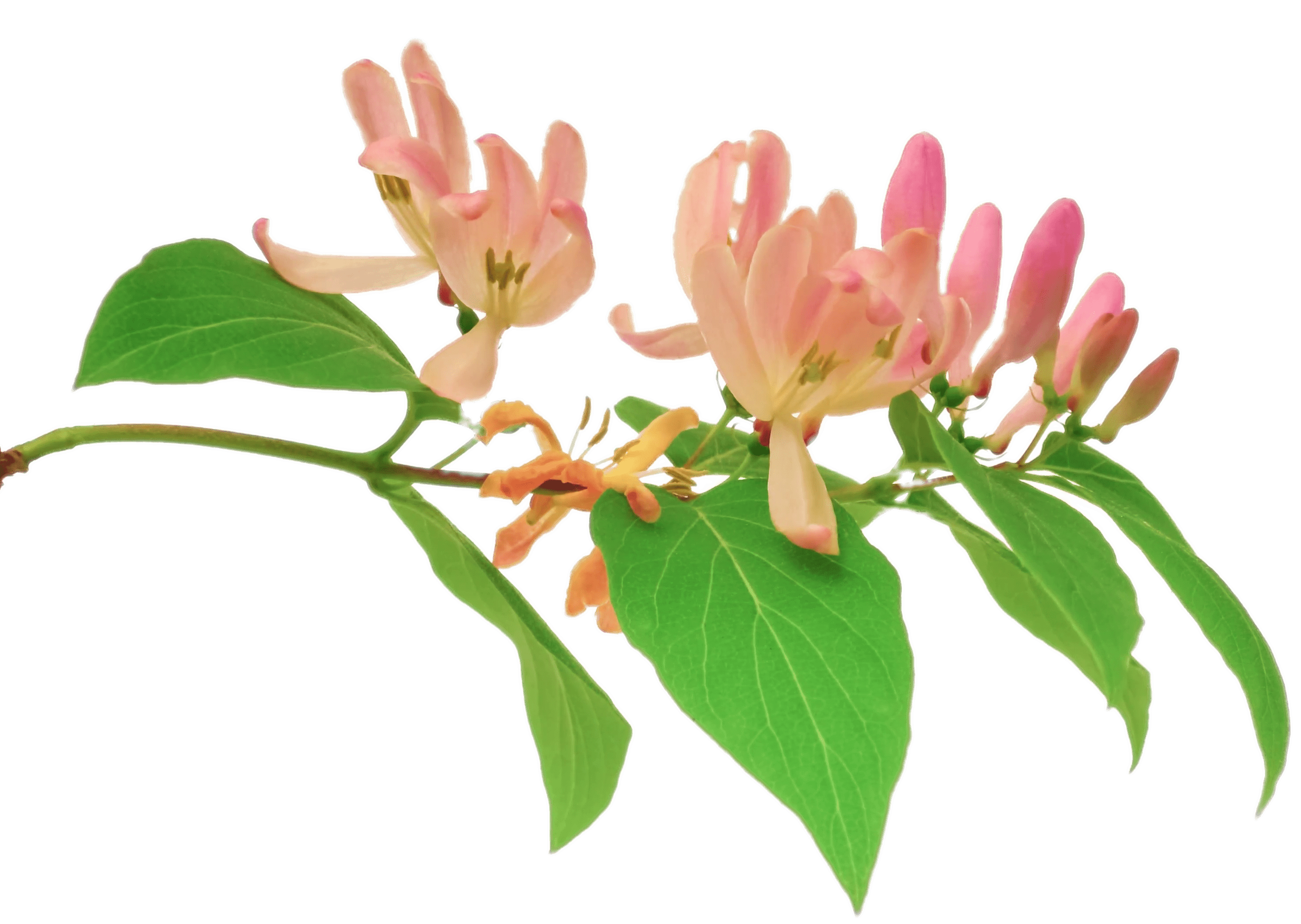 Pink Honeysuckle Branch
