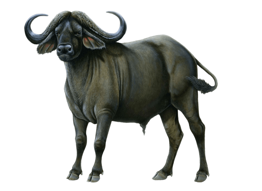 Buffalo Drawing