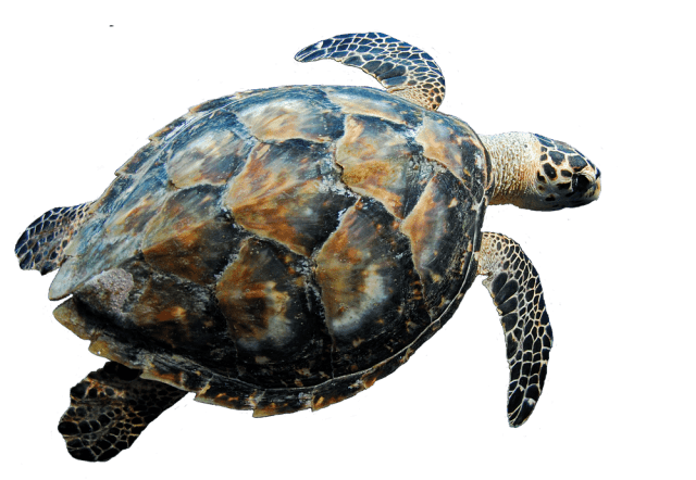 Swimming Turtle