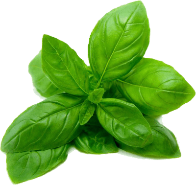 Basil