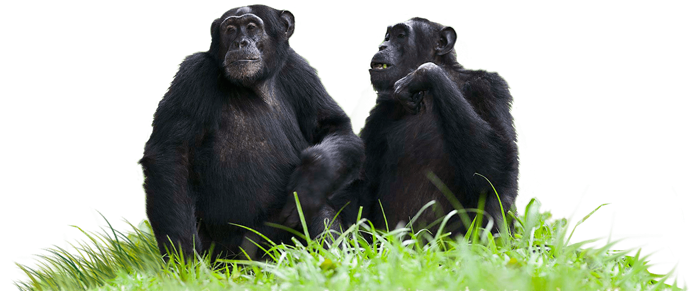 Chimpanzees Sitting on Grass