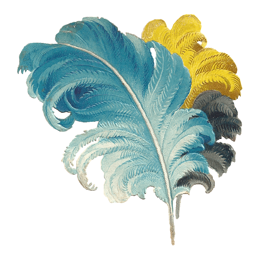Victorian Feather Drawing Blue Yellow Black