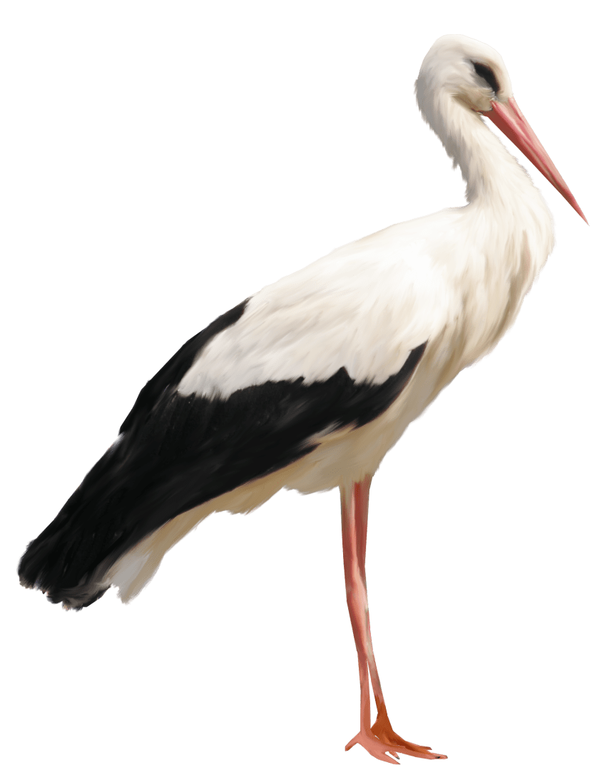 Standing Stork