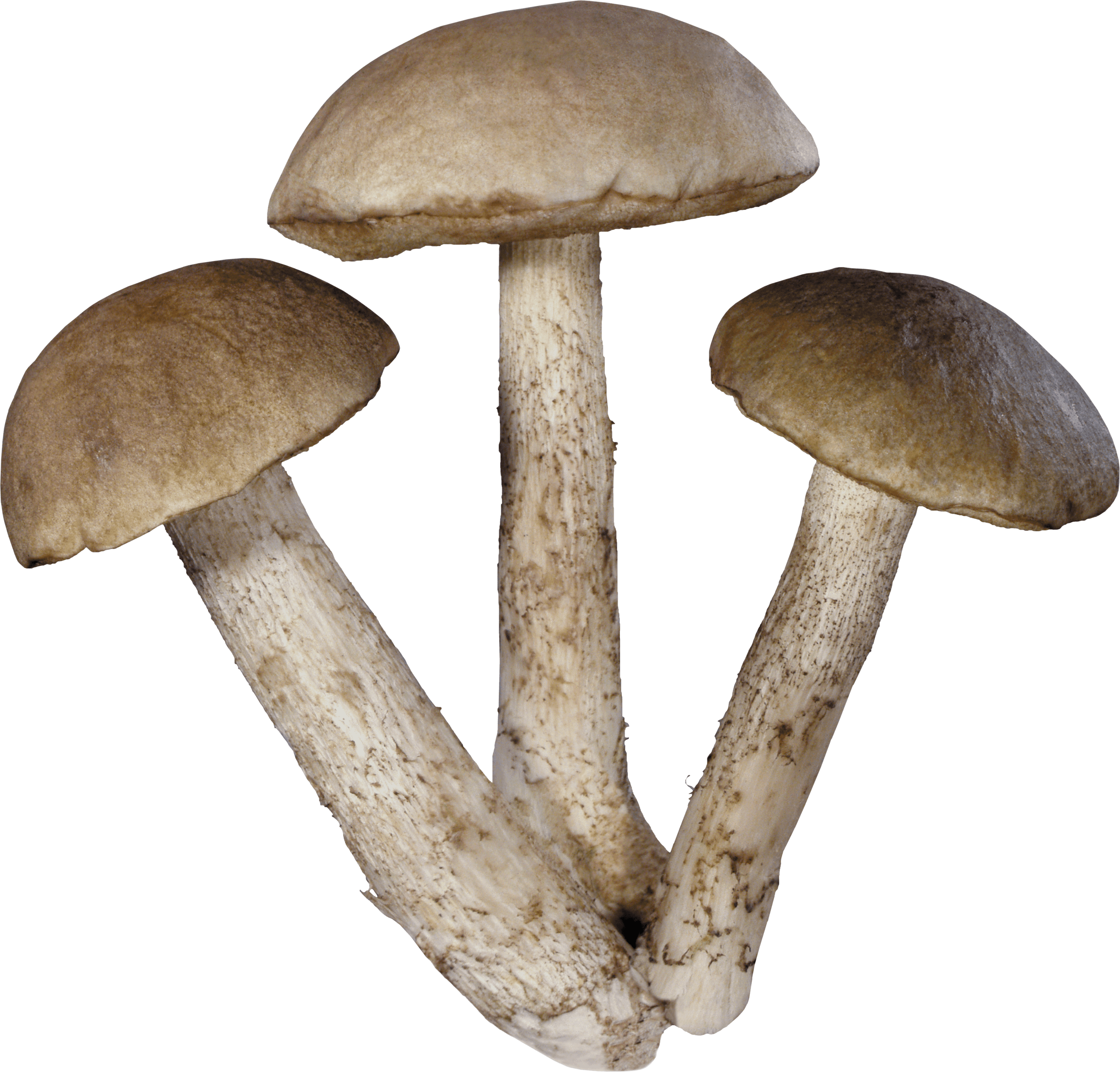 Three Mushrooms