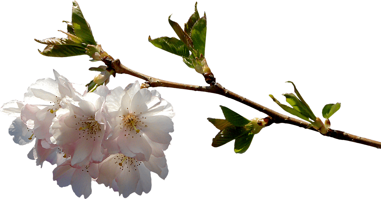 Spring Flowery Branch