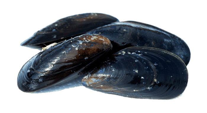 Closed Mussels