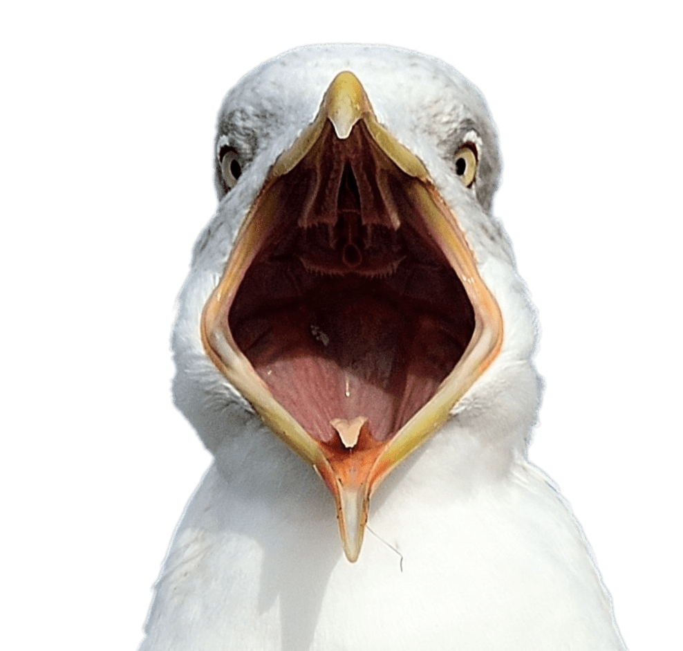 Seagull Open Beak