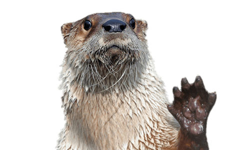 Waving Otter