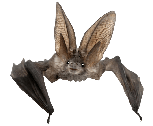 Bat Front View