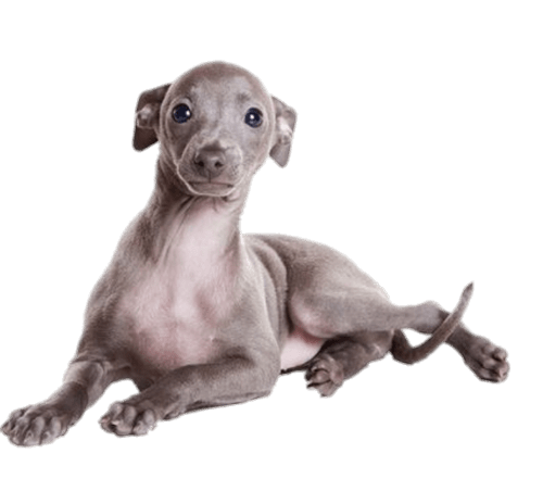 Greyhound Puppy
