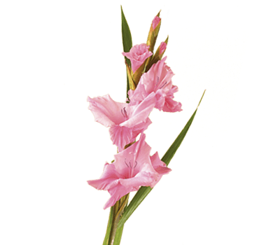 Pink Gladiolus
