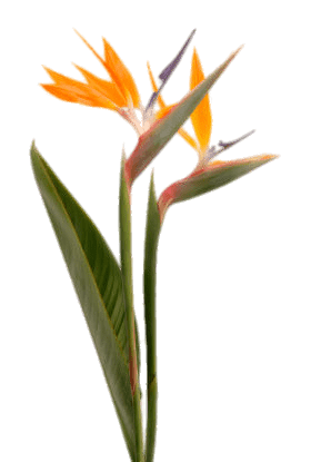 Bird Of Paradise Two Flowers