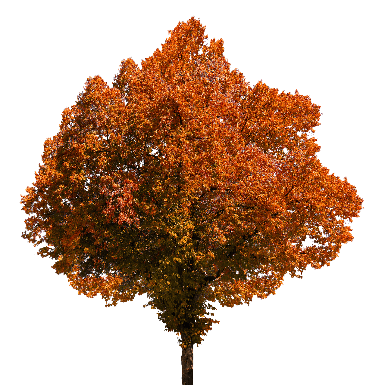 Autumn Tree