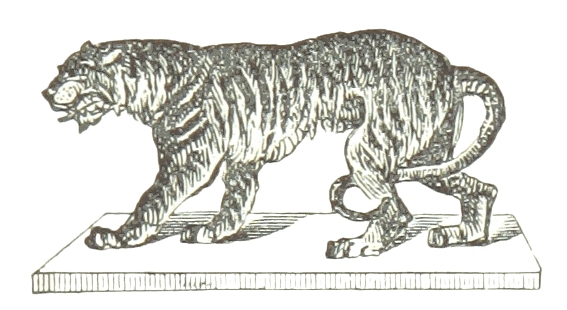 Vintage Tiger Drawing