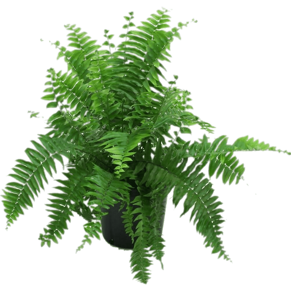 Fern In Black Pot