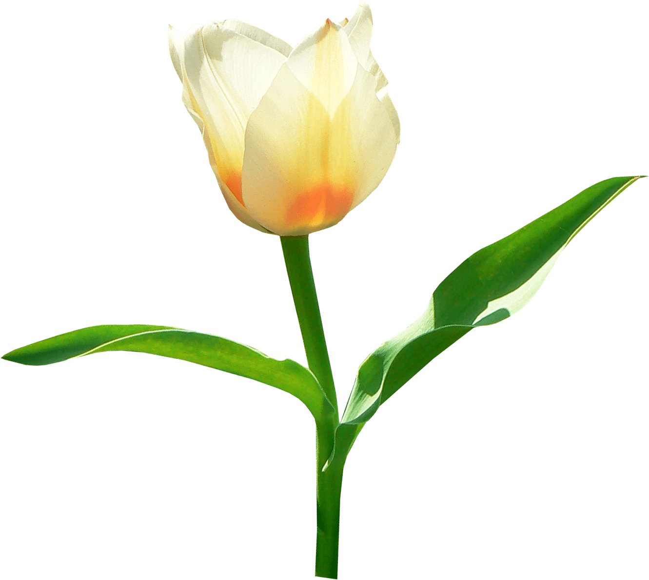 Single White Tulip
