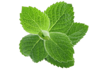 Mint